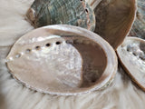 Medium Abalon Shells