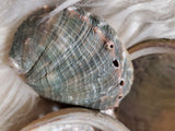 Medium Abalon Shells